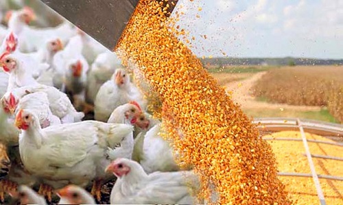 ذخایر نهاده‌های دامی و محصولات پروتئینی در وضعیت مناسبی قرار دارد